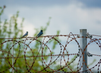 a pair of swallow birds (Hirundo rustica) perched on top of razor wire, showing iridescent plumage and colours
