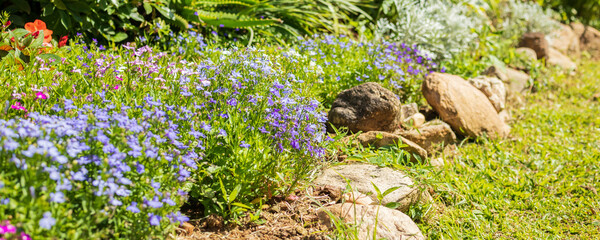 Beautiful blue lobelia flower close up in garden