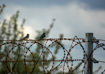 a pair of swallow birds (Hirundo rustica) perched on top of razor wire, showing iridescent plumage...