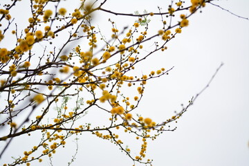 branch with leaves