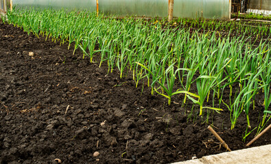 Home seedlings of onion, garlic. Young shoots of plants in a garden bed. Vegetable sprouts for planting in the garden. Domestic method of growing food