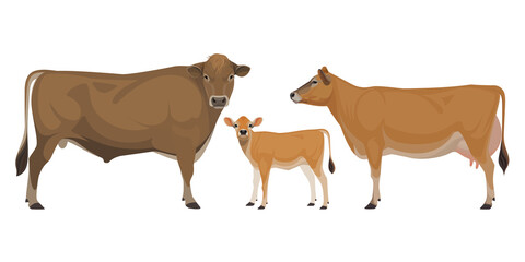 Set of Bull, Cow, Calf. Jersey - The Best Milk Cattle Breeds. Farm animals. Vector Illustration.
