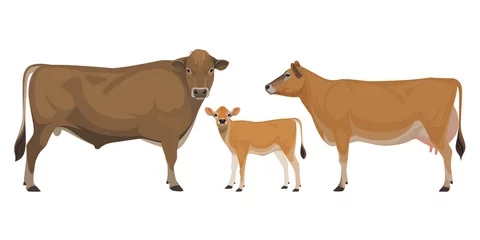 Fotobehang Set of Bull, Cow, Calf. Jersey - The Best Milk Cattle Breeds. Farm animals. Vector Illustration. © happy_job