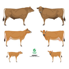Set of Bull, Cow, Calf. Jersey - The Best Milk Cattle Breeds. Farm animals. Vector Illustration.