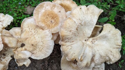 
mushroom plant growing wild among the green grass