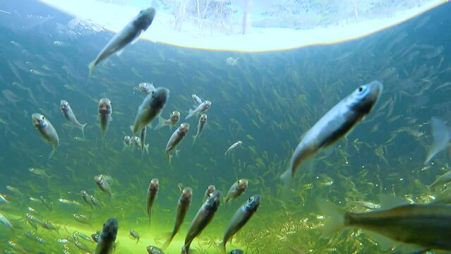 Shoal sunbleak (Leucaspius delineatus) is a species of freshwater fish in the family Cyprinidae in a natural river aquarium. Selective focus.