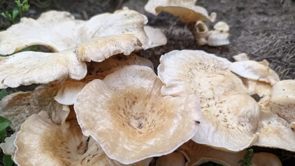 
mushroom plant growing wild among the green grass