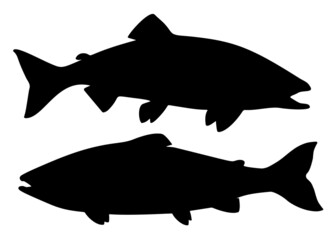 Salmon fish set. Vector image.