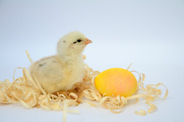 One newborn chick and yellow egg on white background. Easter holiday, newborn baby, family.