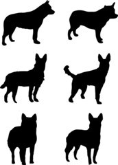 Australian Cattle Dog Silhouette Vector Pack