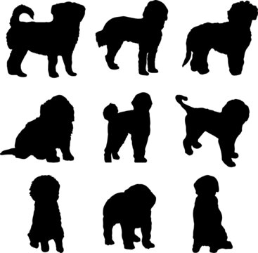 Aussiedoodle Dog Silhouette Vector Pack