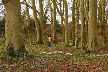 Woman alone enjoying Snowdrops under tall trees, first flower blooming in woodland. Beautiful delicate white winter flowering plants are a known as sign of Spring, also daffodils leaves shooting .