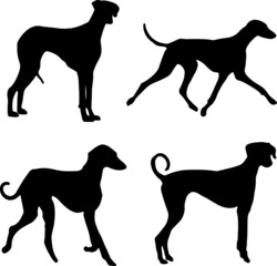 Azawakh Dog Silhouette Vector Pack