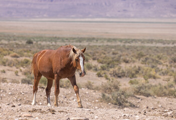 Majestic Wild Horse in the Utah Desert in Summer