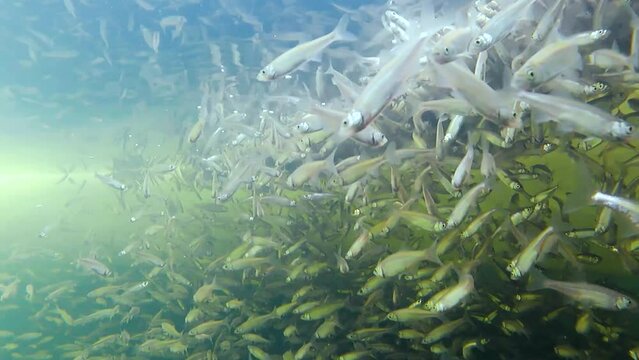 Shoal of freshwater small fish - sunbleak (Leucaspius delineatus), underwater shooting in shallow water in winter in ice hole, freshwater lake biotope aquarium and belica fish. Selective focus.