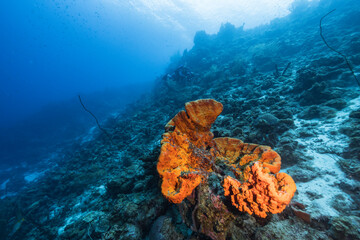 Seascape with various fish, coral, and sponge in the coral reef of the Caribbean Sea, Curacao