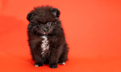 Cute little pomeranian spitz puppy sitting on a red background. Fluffy puppy