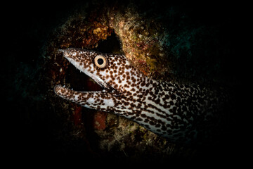 Spotted moray eel (Gymnothorax moringa) on the reef off the Dutch Caribbean island of St Maarten