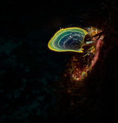 Leafy rolled-blade algae (Padina boergesenii) on the reef off the Dutch Caribbean island of St...