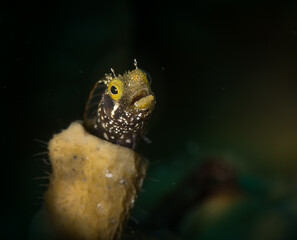 Secretary Blenny (canthemblemaria maria)  on the reef off the Dutch Caribbean island of St Maarten