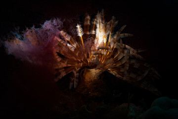 Feather duster worm (Sabellastarte spectabilis) lights up the reef off the Dutch Caribbean island...