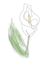 One line flower Calla