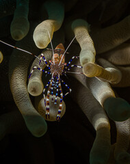 The beauty of a Spotted cleaner shrimp (Periclimenes yucatanicus) on the reef off the Dutch...