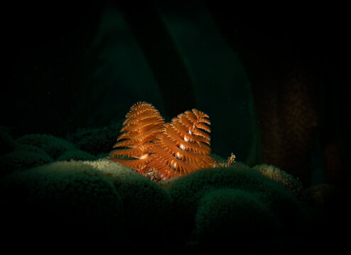 Christmas tree worm (Spirobranchus giganteus) on the reef off the Dutch Antilles island of Sint Maarten