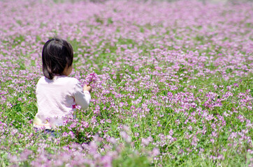 蓮華の花摘みをする女の子～日本の春