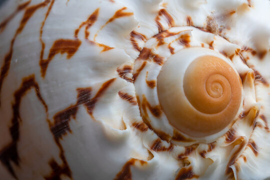 details from a seashell close up photo