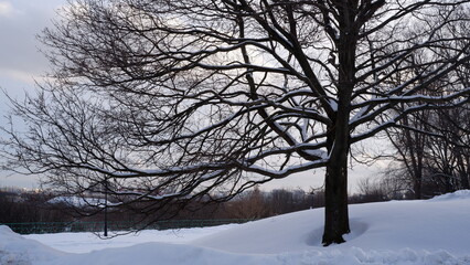 Fototapeta na wymiar A bare tree against the background of snow and sky.