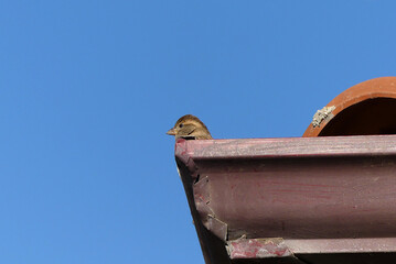 Obraz premium On the roof of a house the sparrow made a nest and stands on the roof, blue sky and tiny sparrow, sparrow on the house roof,
