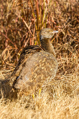 Northern Black Korhaan (female), South Africa