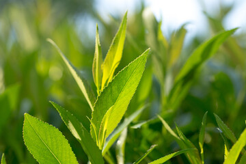 Delicate green plants in the morning in the soft light of the sun