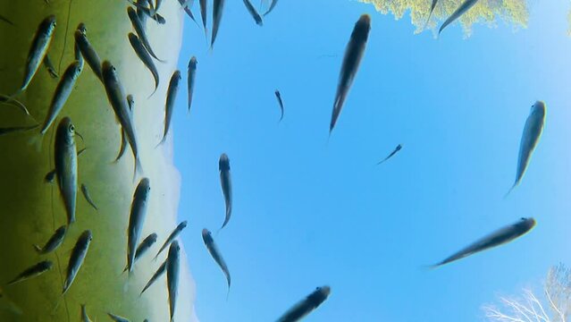 Shoal of freshwater small fish - sunbleak (Leucaspius delineatus) swimming against the blue sky. Underwater river world, shooting from the bottom of the reservoir. Selective focus.
