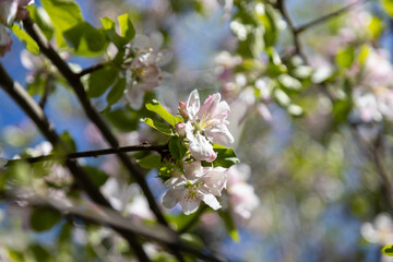 Fototapeta premium A bee collects pollen in flowers of a sour cherry tree.