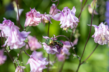 Two Golden Rose Beetles forage on pink flowers