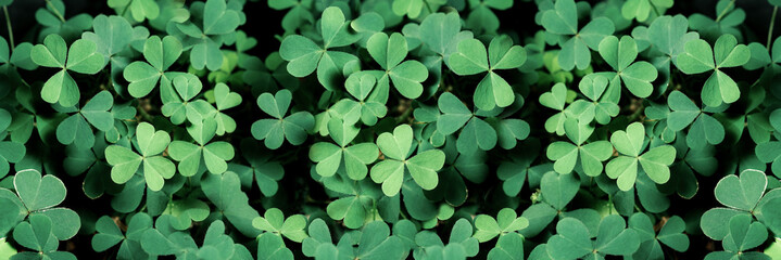 Fototapeta Lucky Irish Four Leaf Clover in the Field for St. Patricks Day holiday symbol. with three-leaved shamrocks, nature background, fresh green juicy color, shamrock plant (St. Patrick's Day) obraz
