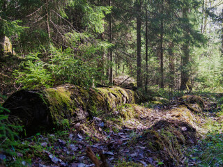 Old log in the forest overgrown with moss.
