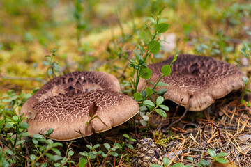 Sarcodon imbricatus. Hidno imbricated mushrooms in pine forest.