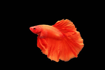Red betta fish on a black background. Fighter fish.