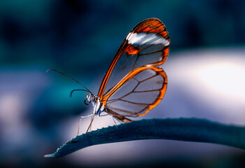 Closeup   beautiful  glasswing Butterfly (Greta oto) in a summer garden.

