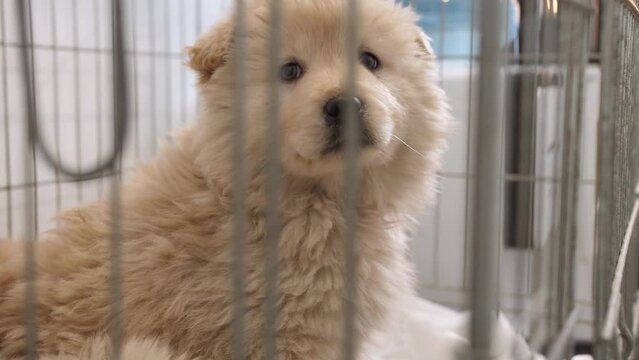 A young golden-haired puppy sits alone in a cage and is sad