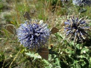 Globe thistle (Echinops ritro) and polyommatus butterflies in the sun