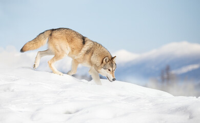 Tundra Wolf walking in the winter snow with the mountains in the background