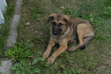 a brown puppy that is three months old lies on the grass