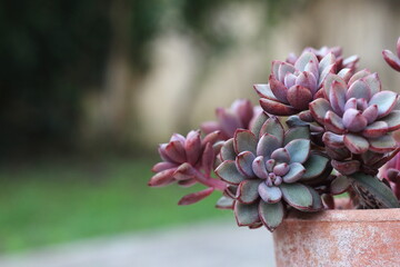 Succulent plants in the garden