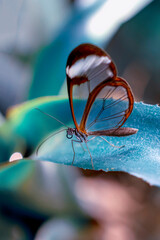 Closeup   beautiful  glasswing Butterfly (Greta oto) in a summer garden.

