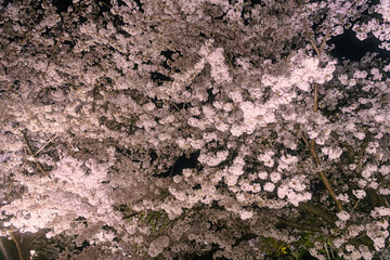 京都 ライトアップされた夜桜