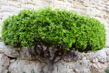 A green box tree (Buxus) on a wall background